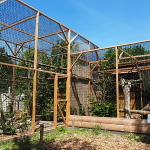 Eastern grey-cheeked hornbill and Purple-crested turaco aviaries, 2019-06-01