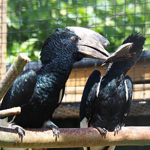 Eastern grey-cheeked hornbills (Bycanistes subcylindricus subquadratus) - Male feeding female, 2019-06-01