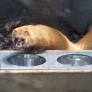 Siberian weasel (Mustela sibirica), 2019-06-01