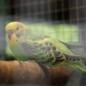Budgerigar (Melopsittacus undulatus), 2019-06-01