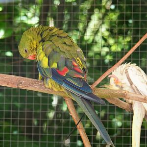 Preening regent parrot (Polytelis anthopeplus), 2019-06-01