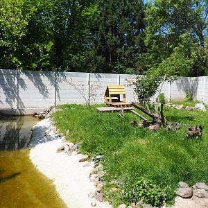 New Asian small-clawed otter exhibit, 2019-06-01