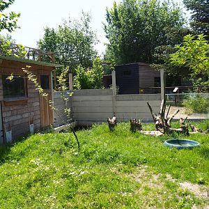 New Asian small-clawed otter exhibit, 2019-06-01