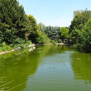 Greater flamingo and Eurasian crane pond, 2019-06-01