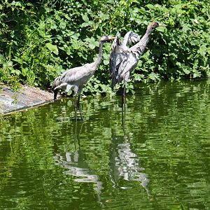 Eurasian cranes (Grus grus grus), 2019-06-01