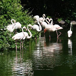 Greater flamingo flock (Phoenicopterus roseus), 2019-06-01