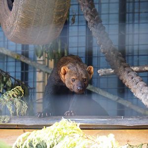 Tayra (Eira barbara), 2019-06-01