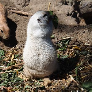 Leucistic Black-tailed prairie dog (Cynomys ludovicianus), 2019-06-01