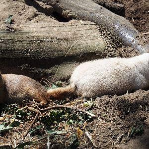 Normal and Leucistic Black-tailed prairie dog (Cynomys ludovicianus), 2019-06-01