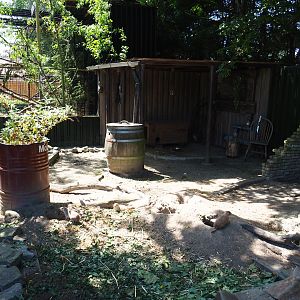 Black-tailed prairie dog exhibit, 2019-06-01
