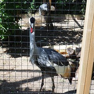 Grey crowned crane (Balearica regulorum), 2019-06-01
