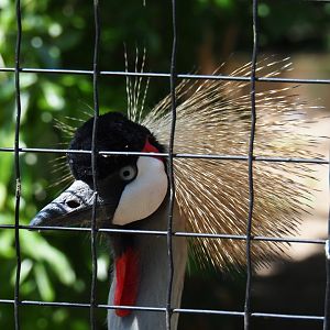 Grey crowned crane (Balearica regulorum), 2019-06-01