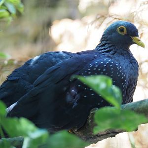 African olive-pigeon (Columba arquatrix), 2019-06-01