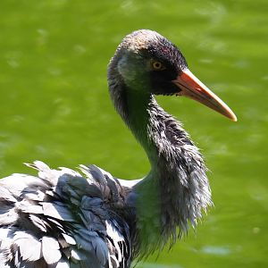 Eurasian crane (Grus grus grus), 2019-06-01