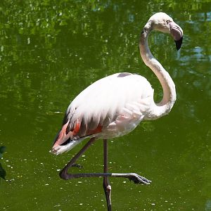 Greater flamingo (Phoenicopterus roseus), 2019-06-01