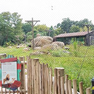 New Lion Exhibit
