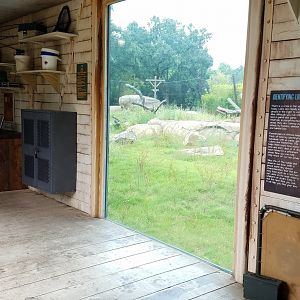 View of lion exhibit from "Researchers' Hut"