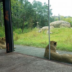 New Lion exhibit