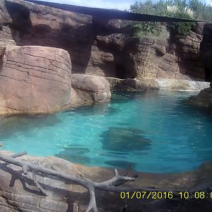 Oceans - California Sea Lion/Grey Seal Exhibit