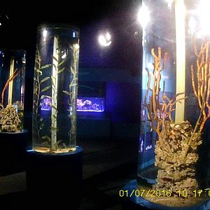 Oceans - Seahorse Tube Tanks