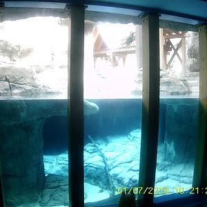 Oceans - Long-tailed Macaque Exhibit - Underwater Viewing