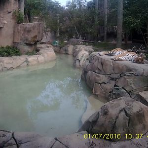 Forests - Amur Tiger Exhibit