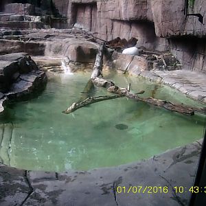 Forests - Pool in Alaskan Brown Bear Exhibit