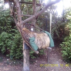 New! MISTery Park - Quinto (Hoffman's Two-toed Sloth)