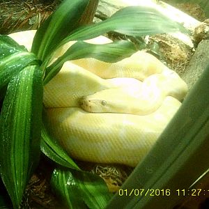Deserts - New! Extreme Snakes - White Burmese Python