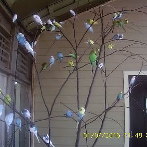 Flights of Fancy - Budgies