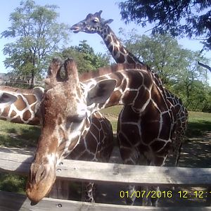 Plains - Reticulated Giraffes