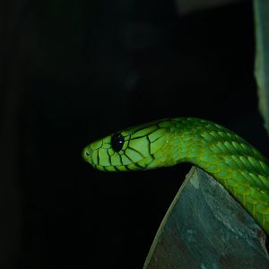 Western Green Mamba