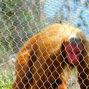 Red Uakari