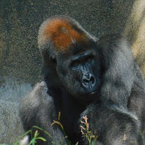 Western Lowland Gorilla
