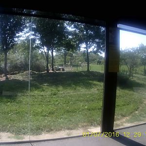 Plains - Cheetah Exhibit Viewing