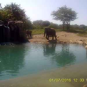 Plains - African Bush Elephant Exhibit (Right Exhibit)