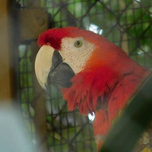 Scarlet Macaw