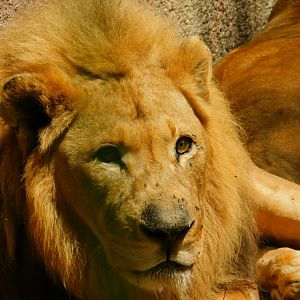 African Lion