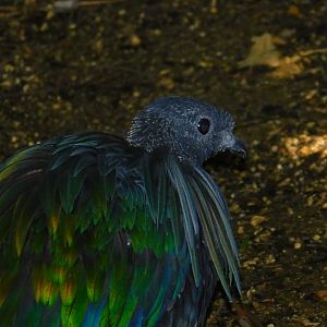 Nicobar Pigeon