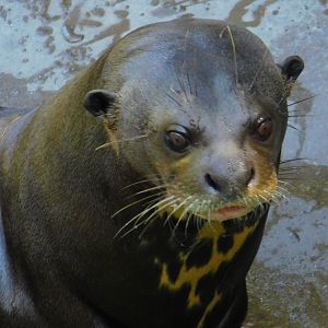 Giant River Otter