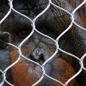 Bornean/Sumatran Orangutan