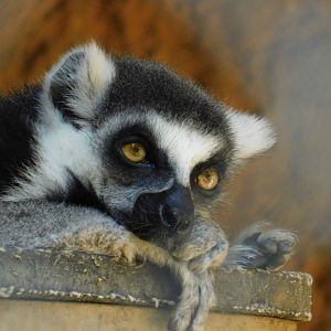 Ring Tailed Lemur