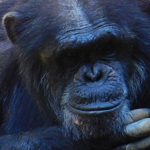 Chimpanzee