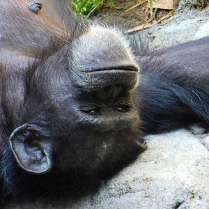 Chimpanzee