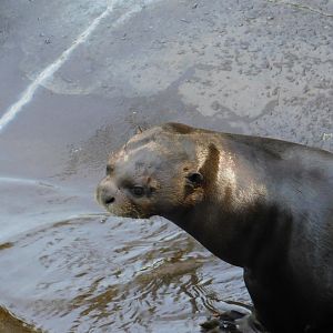Giant River Otter