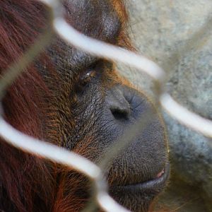 Bornean Orangutan