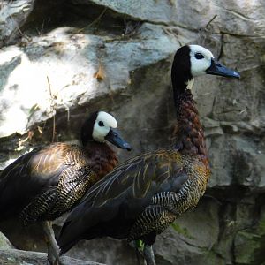 White Faced Whistling Duck