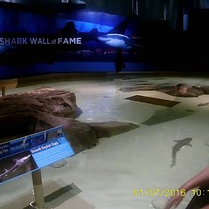 Oceans - Smooth Dogfish Shark Touch Pool