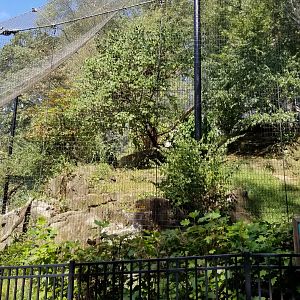 Brandywine Zoo - Andean Condors, far side