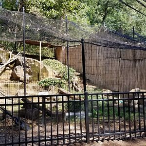 Brandywine Zoo - Bobcat